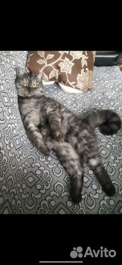 Отдам кошечку