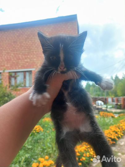 Кот в добрые руки