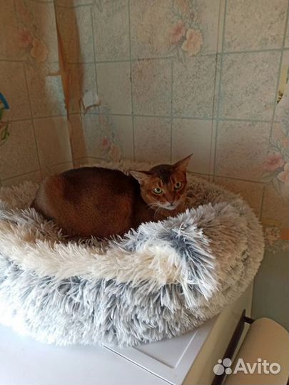 Абиссинская кошка бесплатно