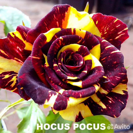 Роза саженцы для сада