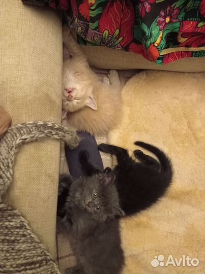 Котята. Только кошки