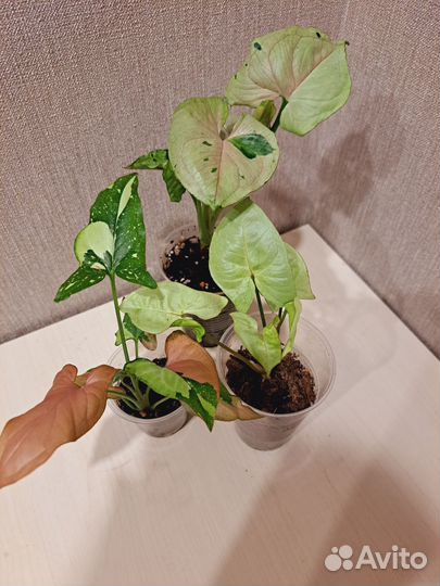 Сингониум набор