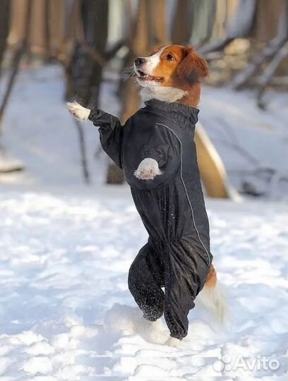 Дождевик для средней собаки (суки)