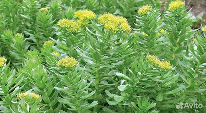 Родиола розовая (золотой корень)