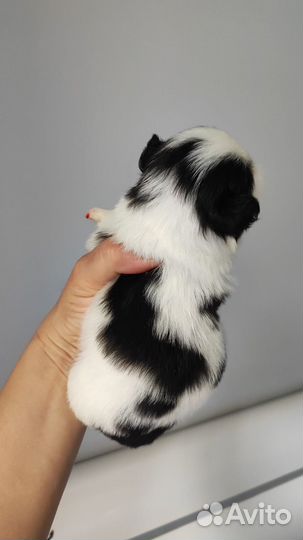 Японский хин