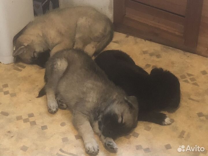 Щенки в добрые руки даром