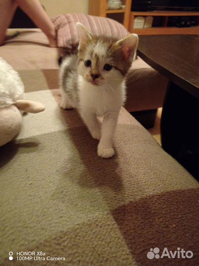 Котята в добрые руки бесплатно