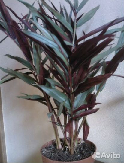 Антуриум Кларинервиум, Alpinia-имбирь