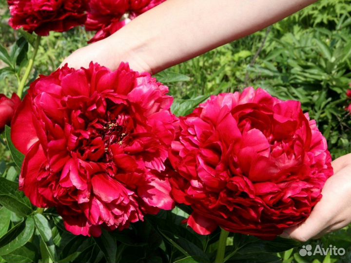 Пион Генри Бокстос