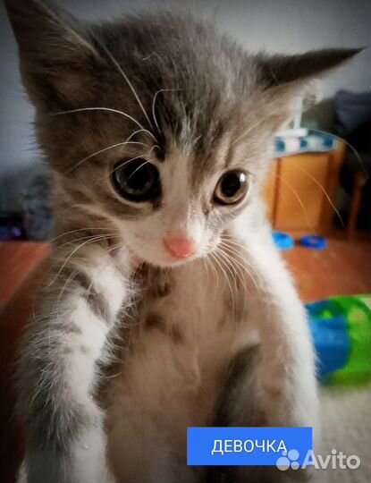 Котята ищут дом
