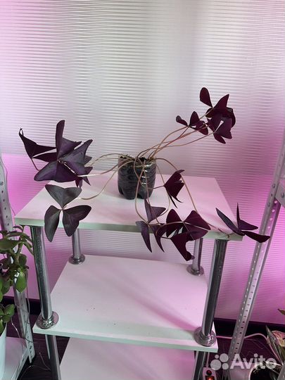 Кислица (оксалис, бабочки)