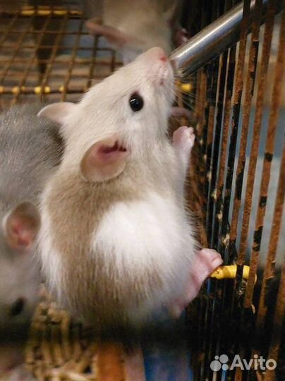 Декоративная крыса домашние
