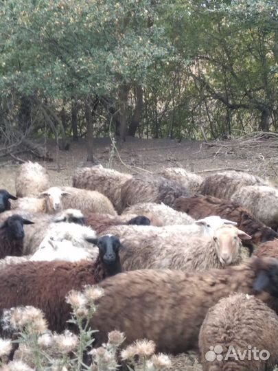 Овцы бараны ягнята