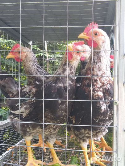 Петушки мясо-яичных пород