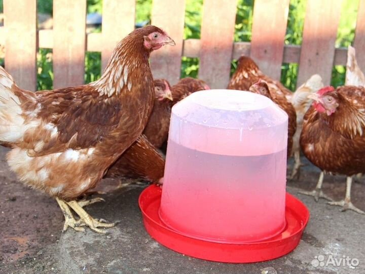 Куры несушки