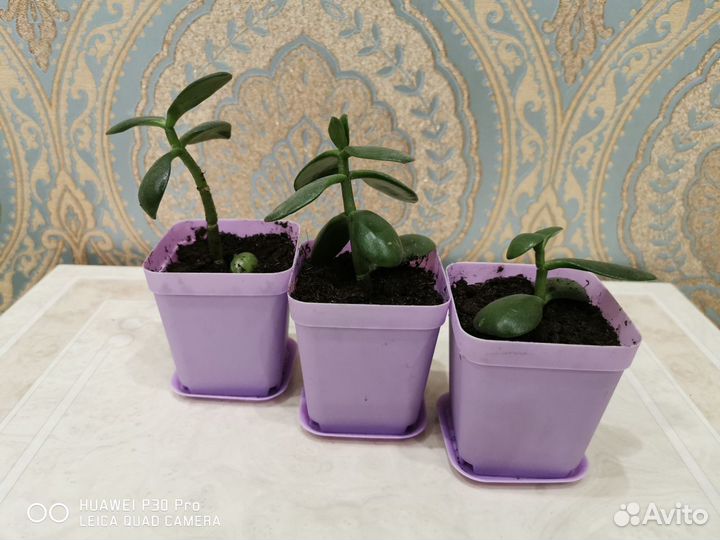 Толстянка (денежное дерево)