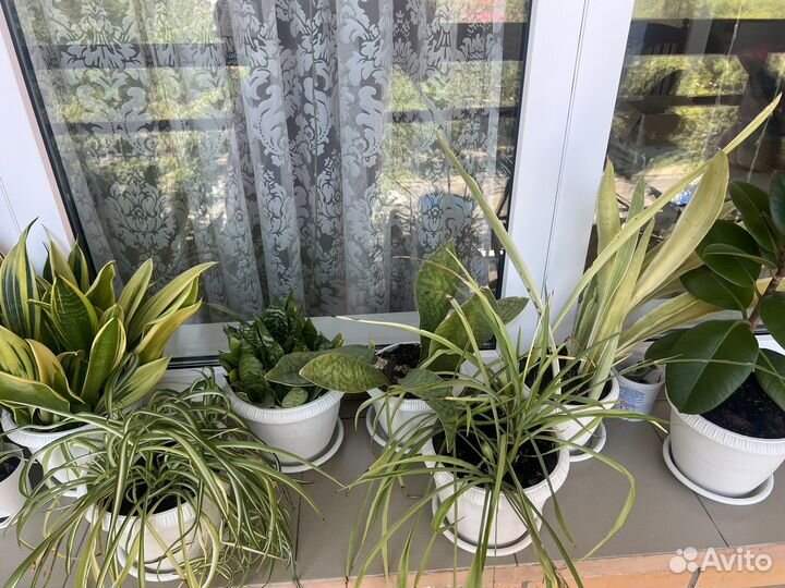 Сансевиерии сортовые с детками