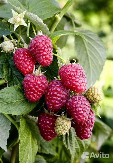 Малина саженцы