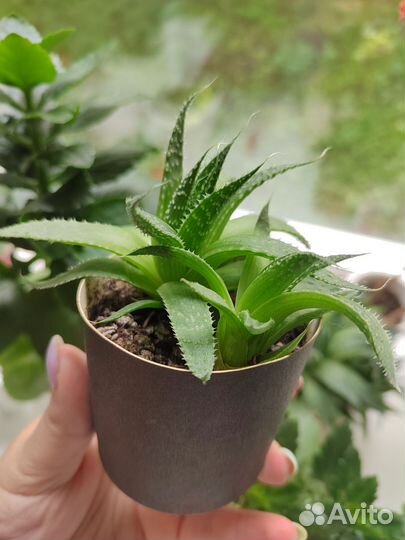 Комнатные цветы алоэ