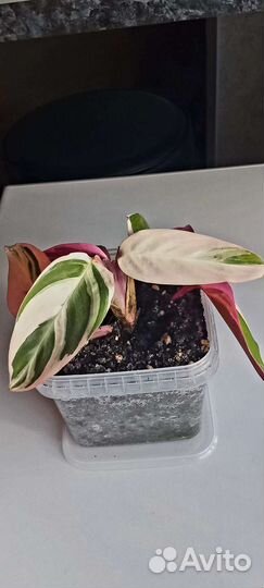 Строманта триколор