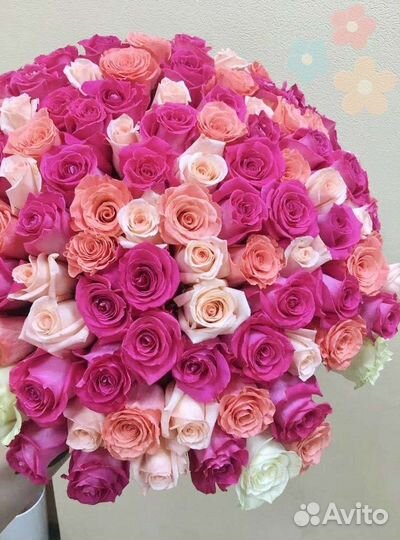 101 Роза Цветы 51 101 Роза