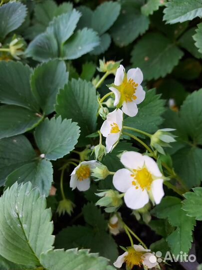 Рассада клубники