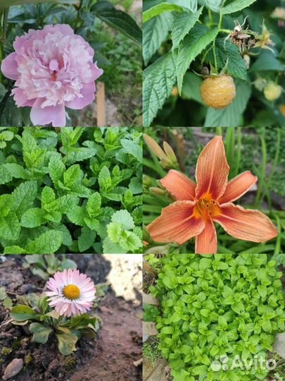 Садовые растения обмен, продажа