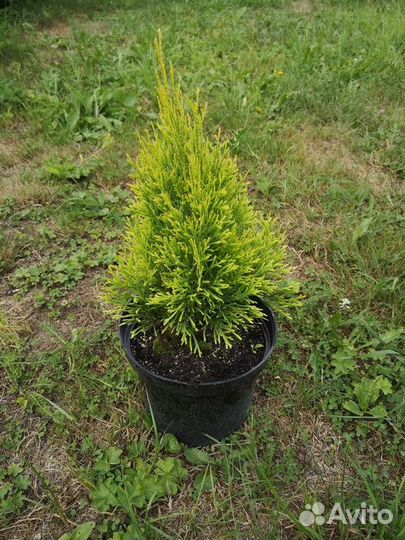 Туя западная Смарагд Голд. Хвойные растения