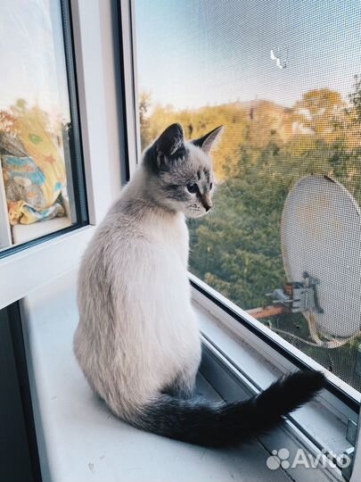 Отдам в добрые руки котенка (тайский метис)