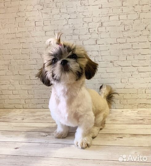 Стрижка собак