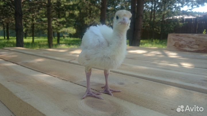 Индюшата биг-6