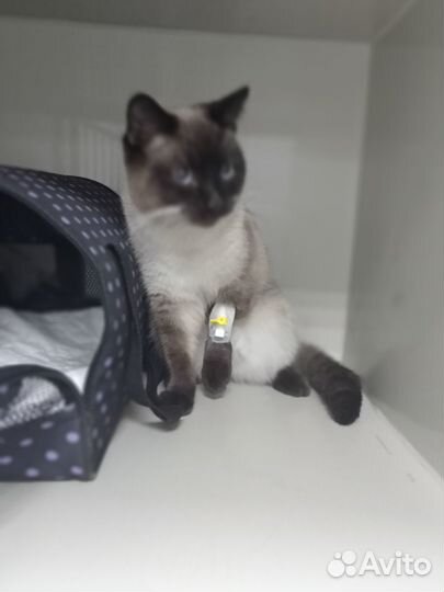 Стерилизация кошек и кастрация котов