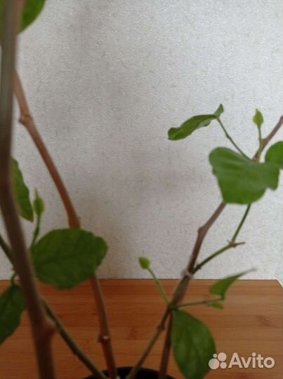 Арабский жасмин (Jasminum sambac)