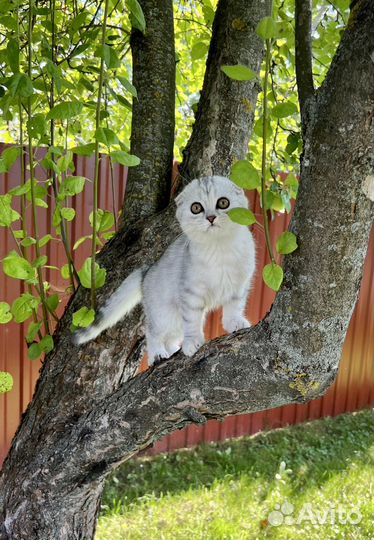 Шотландская вислоухая девочка