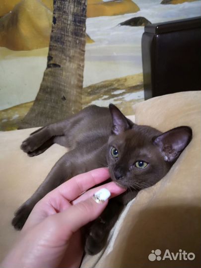 Котята европейской бурмы