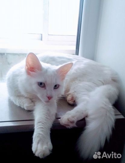 Вязка мейнкуны