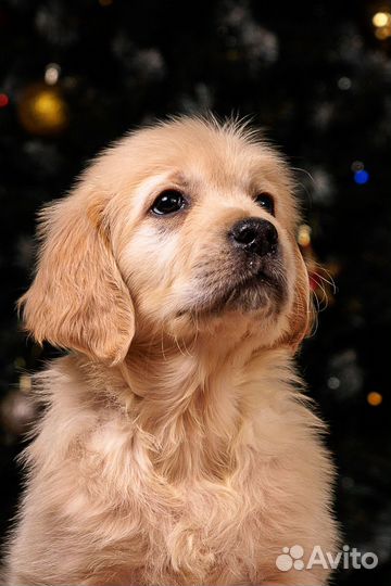 Шикарные рыжие малыши золотистого ретривера