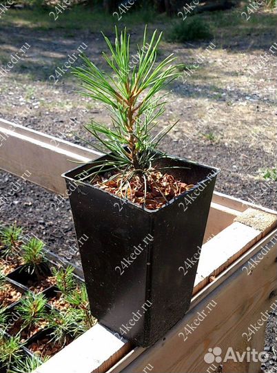 Саженцы кедра от производителя