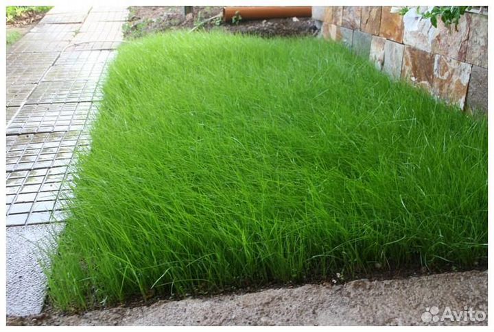 Райграс пастбищный. Семена оптом