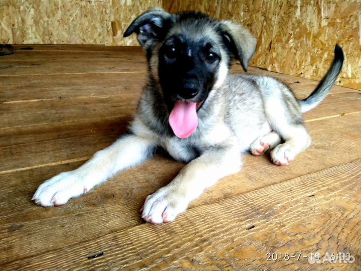 Щенки в дар