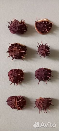 Каштаны сухие / свежие