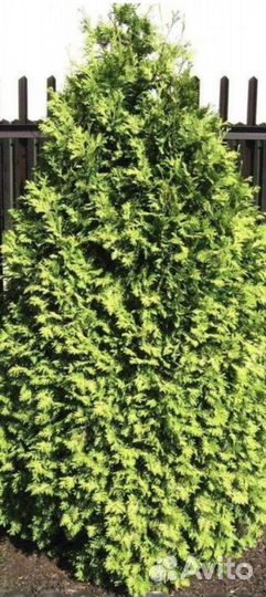 Туя Колумна Глобоза Вареана Смарагд Даника