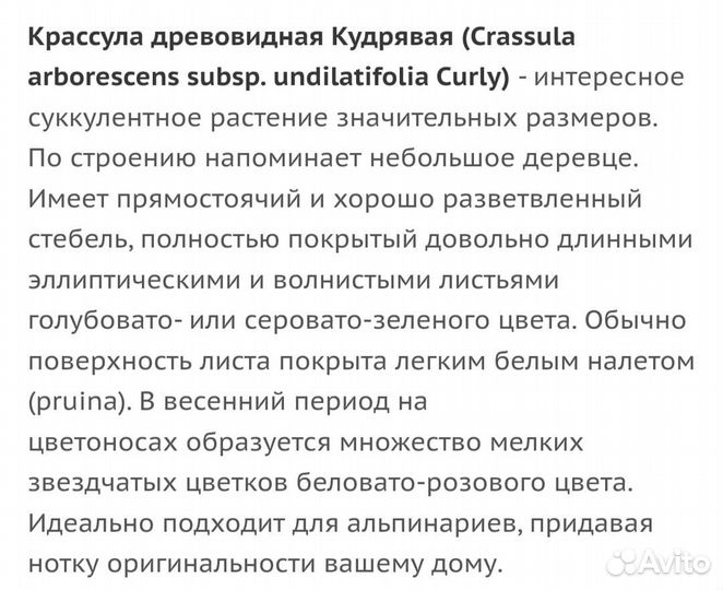 Крассула Кудрявая