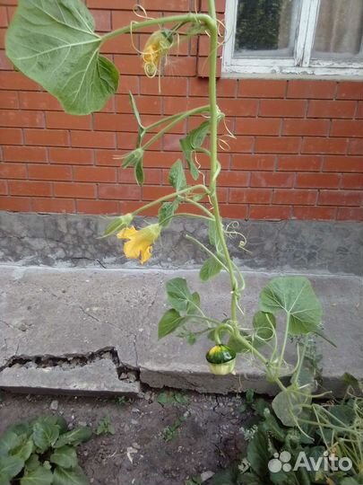 Семена цветов вьюн садовый или декоративная тыква