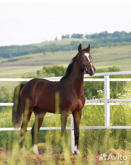 Молодой перспективный жеребчик