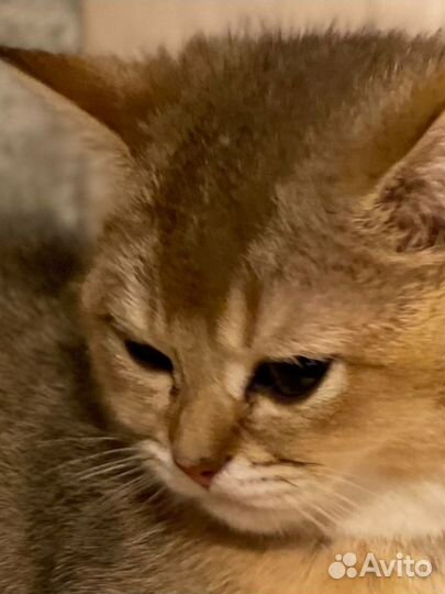 Продается котик золотая шиншилла