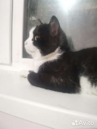 Коты в добрые руки