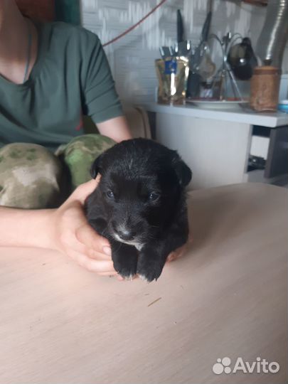 Отам в хорошие руки дворняжки