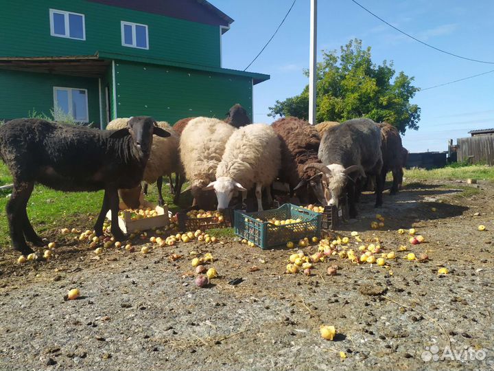 Бараны, козы