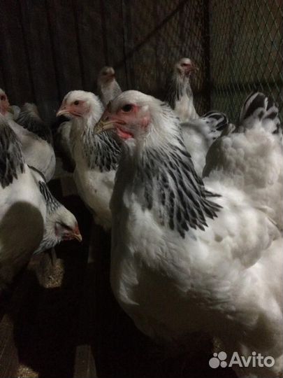 Домашняя птица